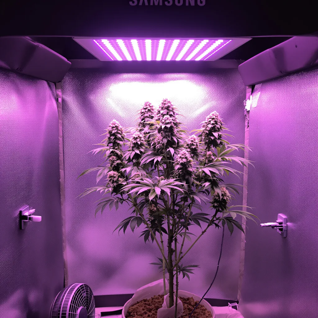 Plante de cannabis Pop Rox en floraison — 120-180 cm féminisée