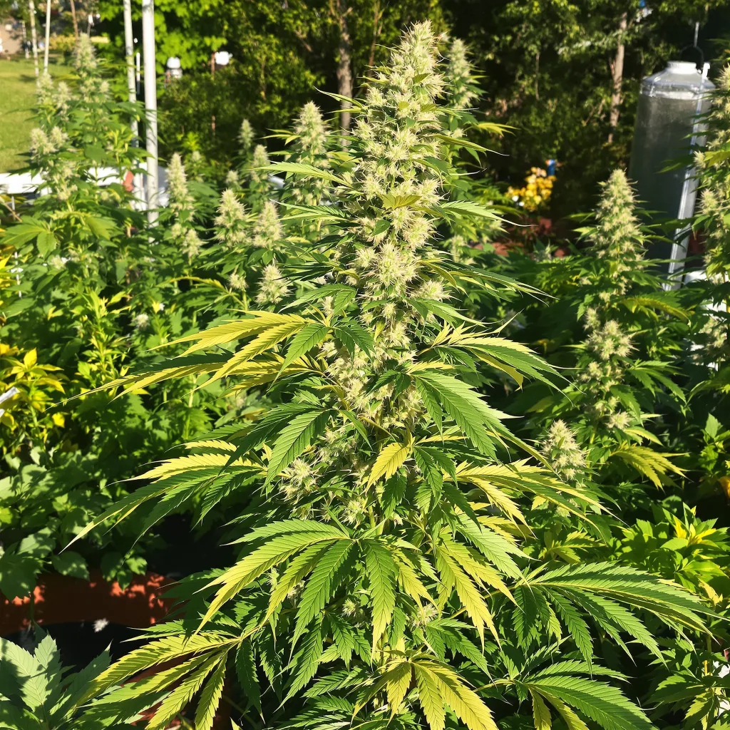Power Plant 16% indica / 84% sativa — fleur avec trichomes visibles