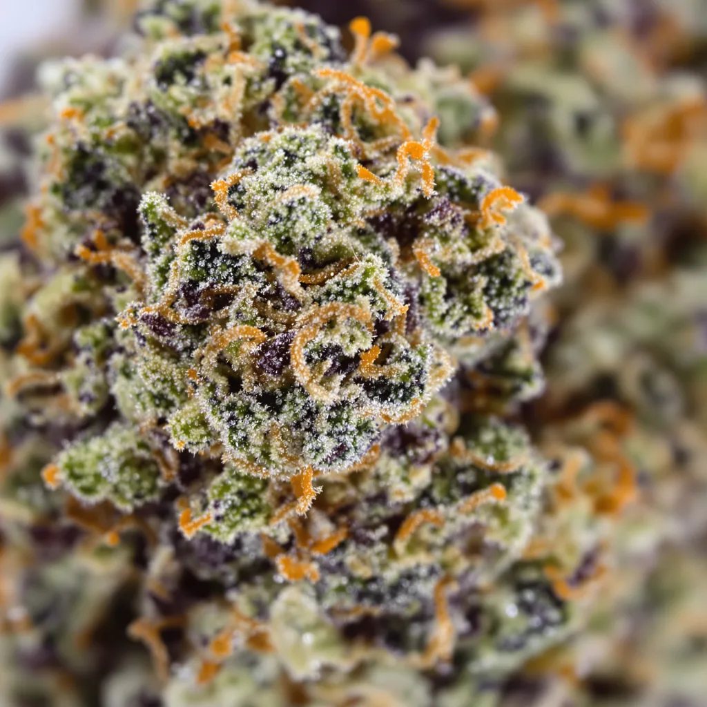 Gros plan de fleur de cannabis Pre-98 Bubba Kush montrant calices denses aux reflets violets