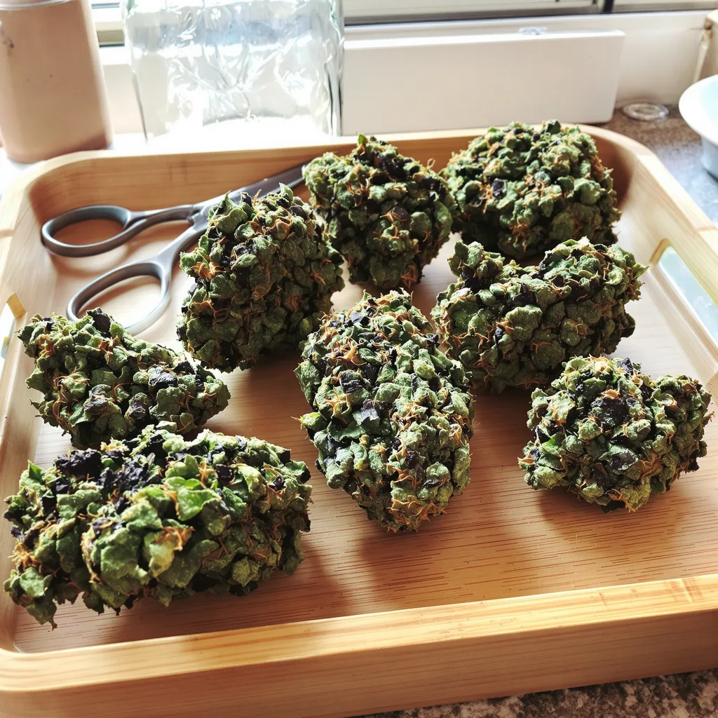 Presidential OG 86% indica / 14% sativa — fleur avec trichomes visibles