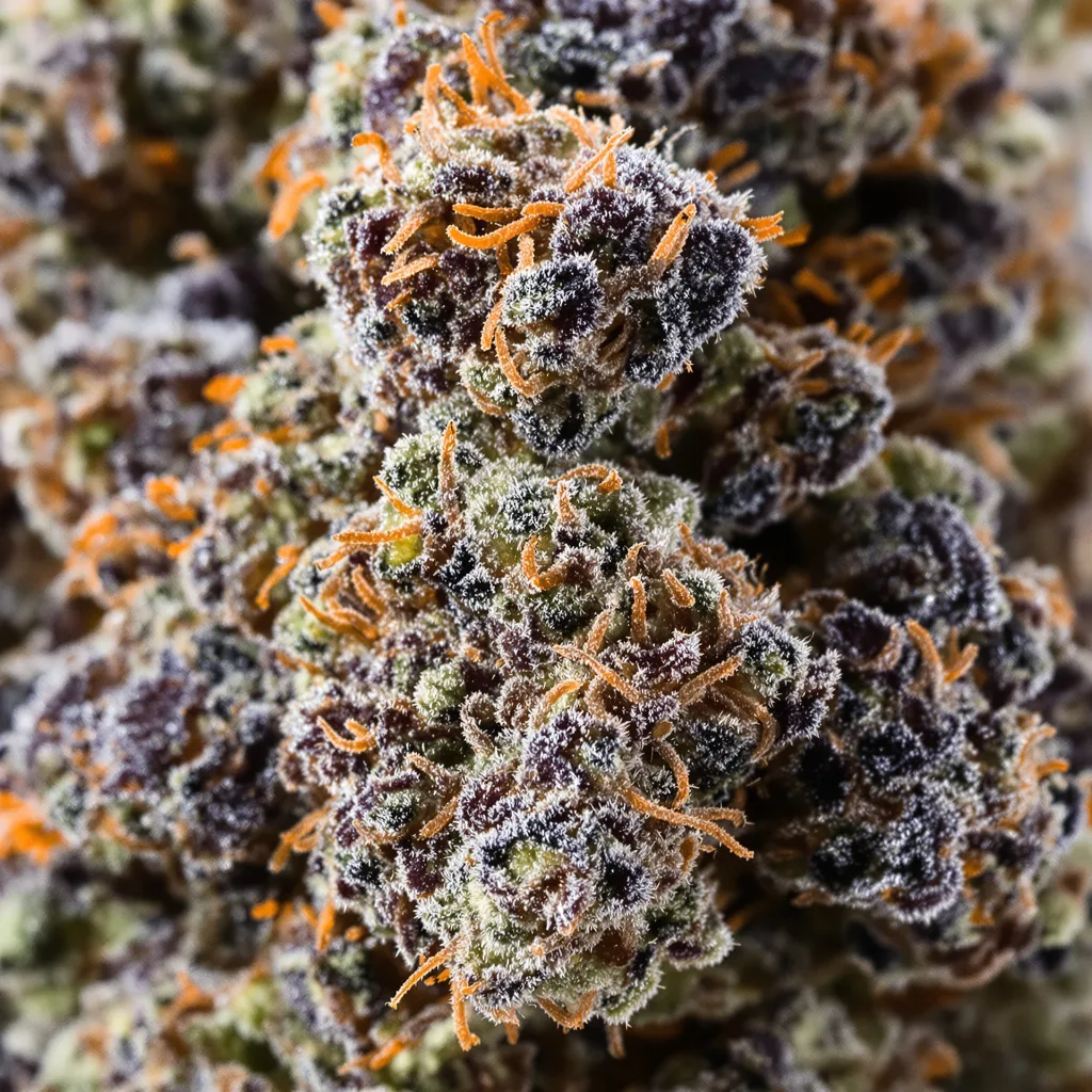 Gros plan de fleur de cannabis Presidential OG montrant calices denses aux reflets violets