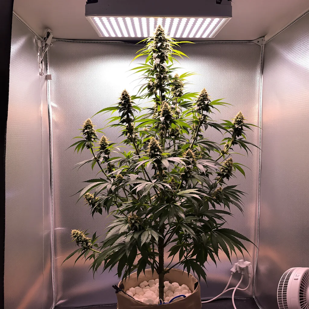 Plante de cannabis Project Blue Book en floraison — 150-200 cm féminisée
