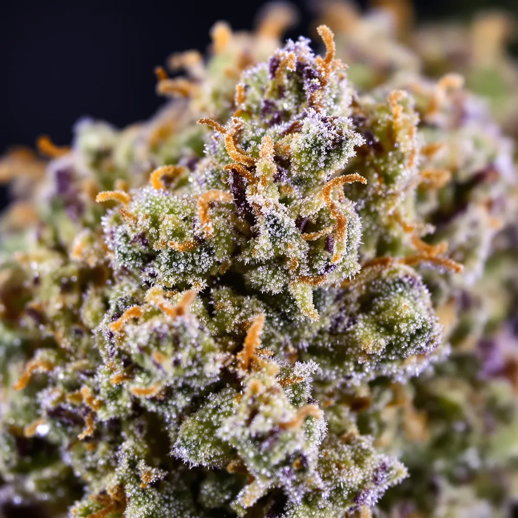Gros plan de fleur de cannabis Punch Pie montrant structure équilibrée avec trichomes givrés
