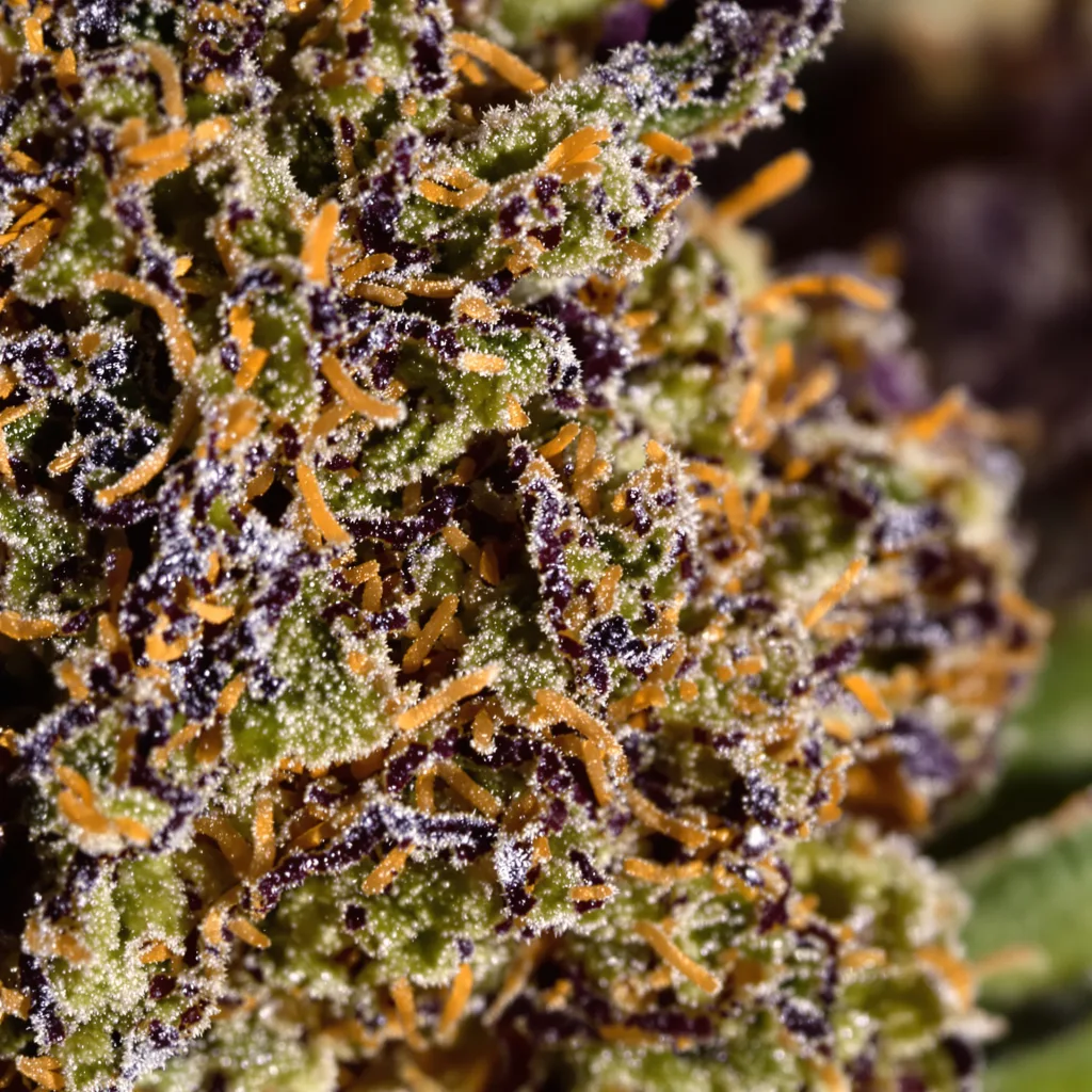 Gros plan de fleur de cannabis Pure Kush montrant calices denses aux reflets violets