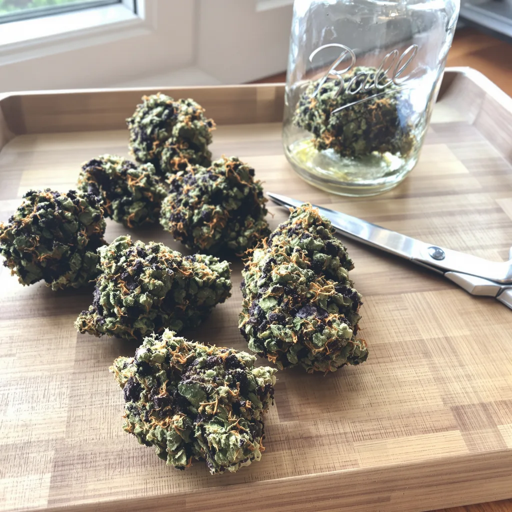 Pure Kush 70% indica / 30% sativa — fleur avec trichomes visibles