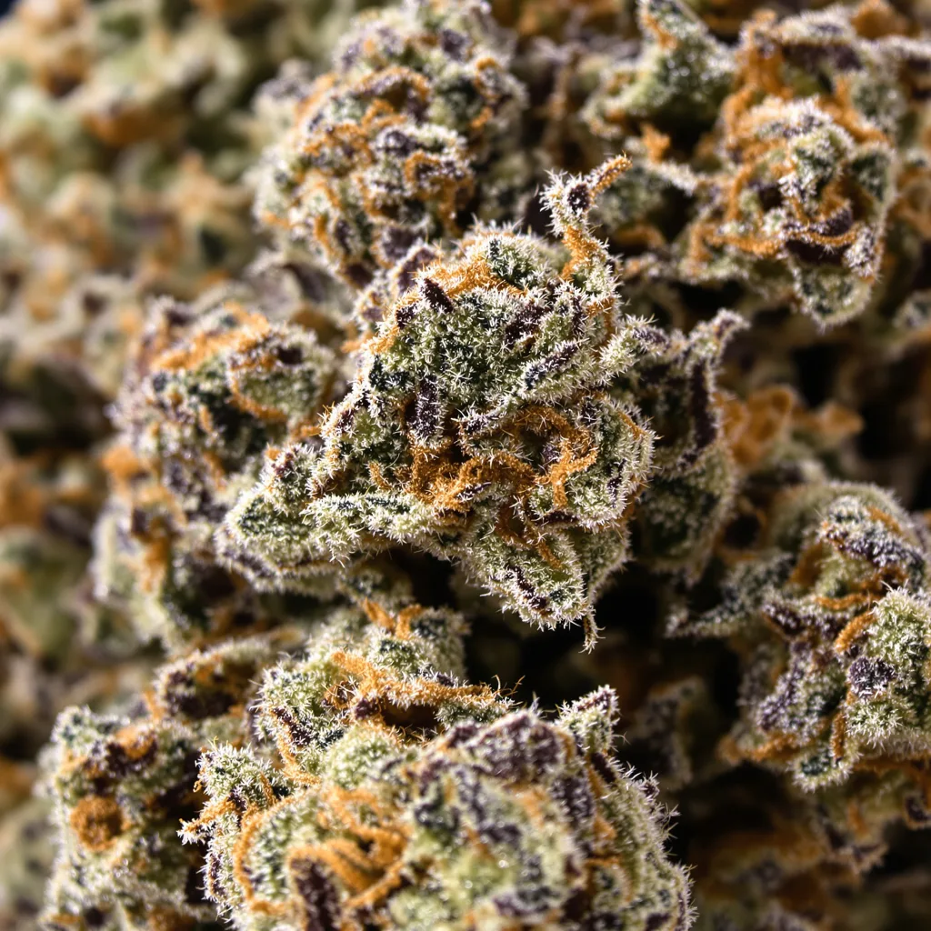 Gros plan de fleur de cannabis Pure Kush montrant calices denses aux reflets violets