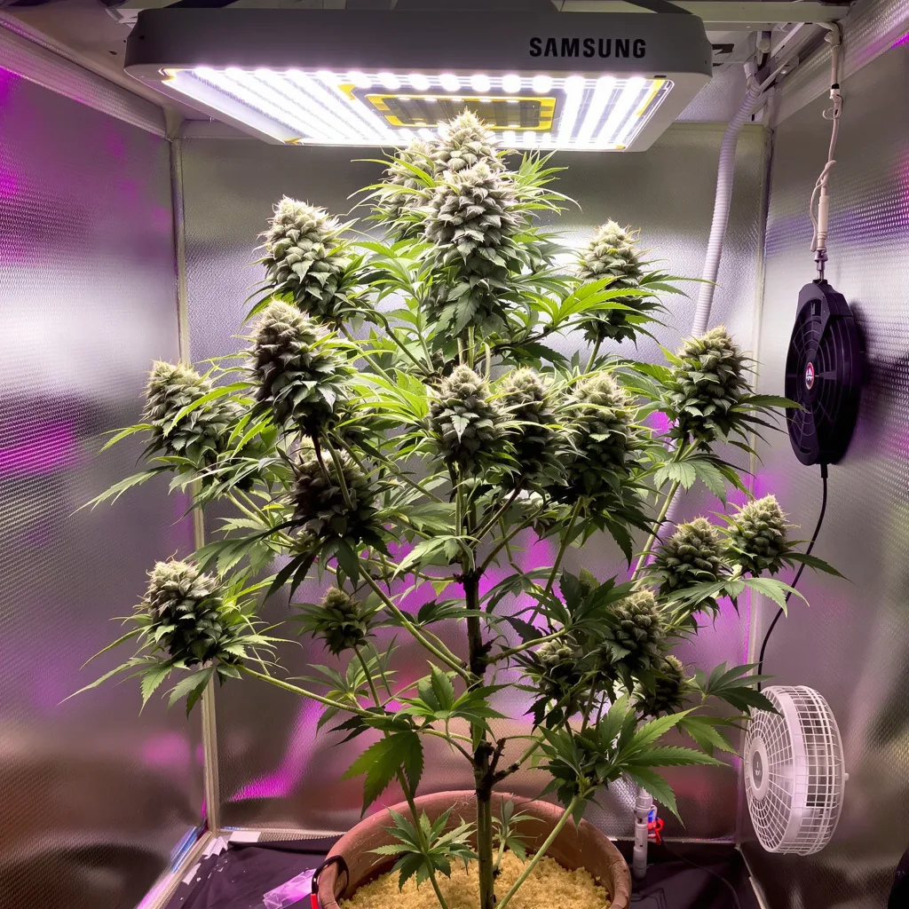 Plante de cannabis Pure Love en floraison — 60-100 cm autofloraison