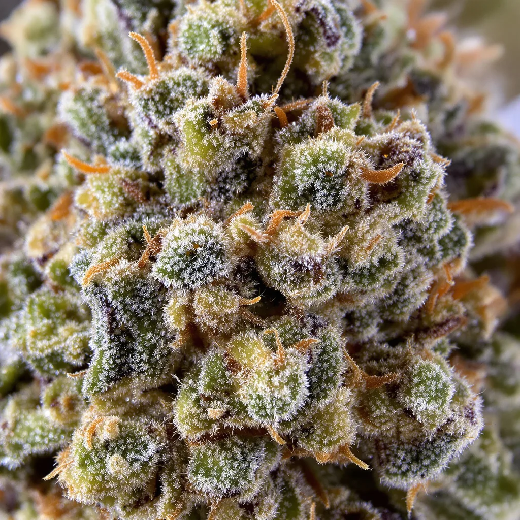 Gros plan de fleur de cannabis Pure Love montrant structure équilibrée avec trichomes givrés