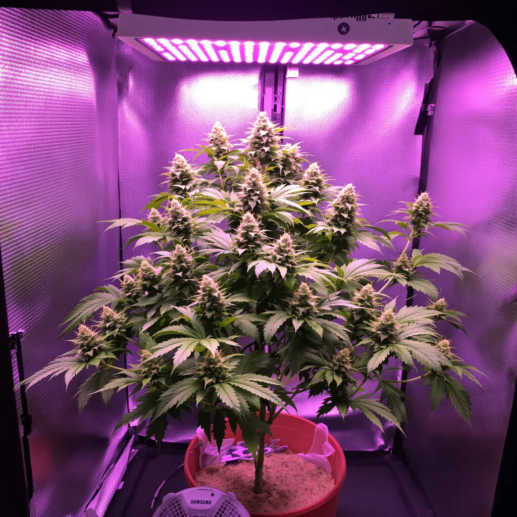 Plante de cannabis Purple 43 en floraison — 90-130 cm féminisée