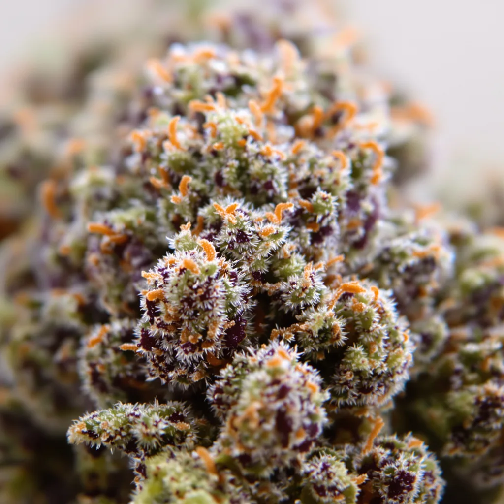 Gros plan de fleur de cannabis Purple Afghani montrant calices denses aux reflets violets