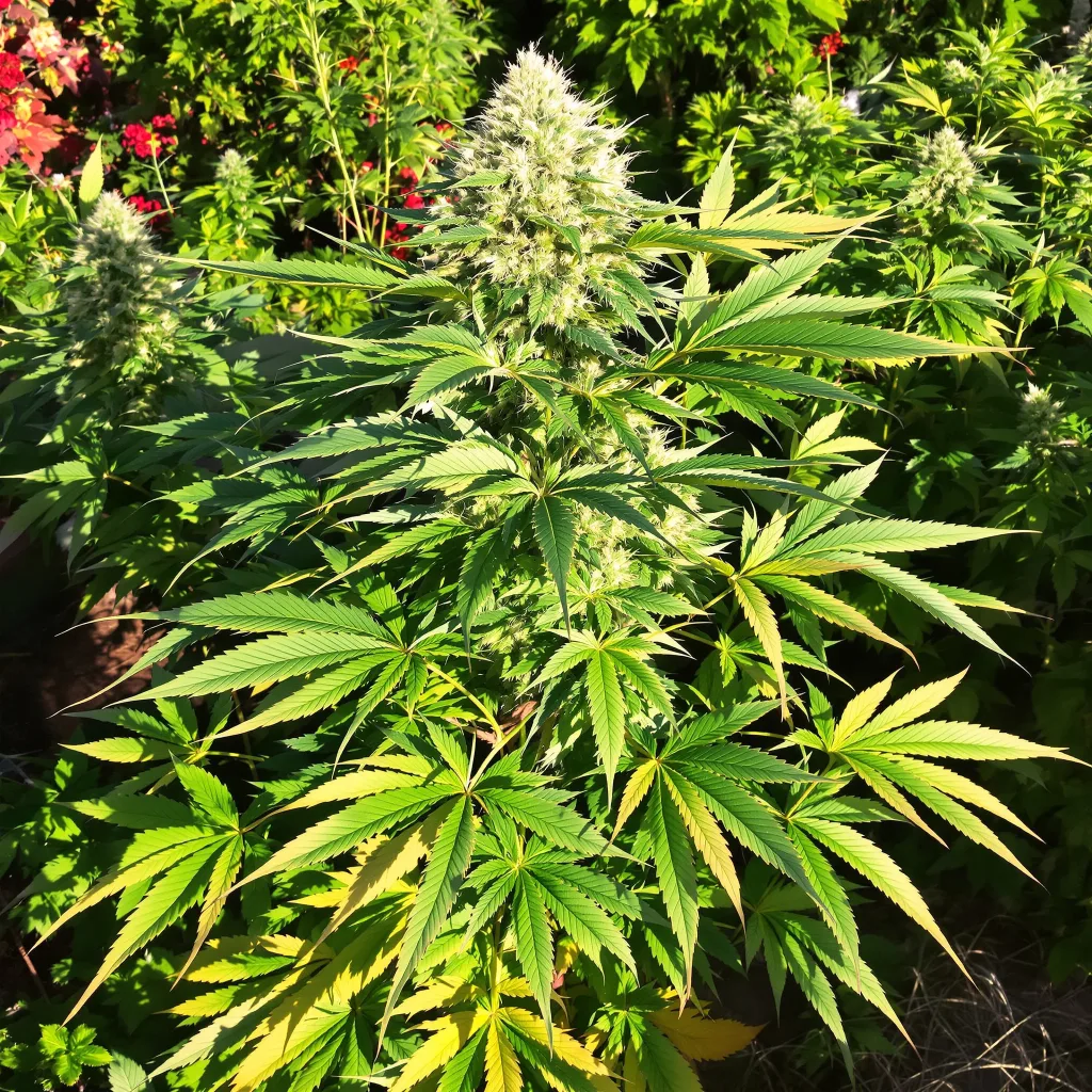 Purple Alien OG 86% indica / 14% sativa — fleur avec trichomes visibles