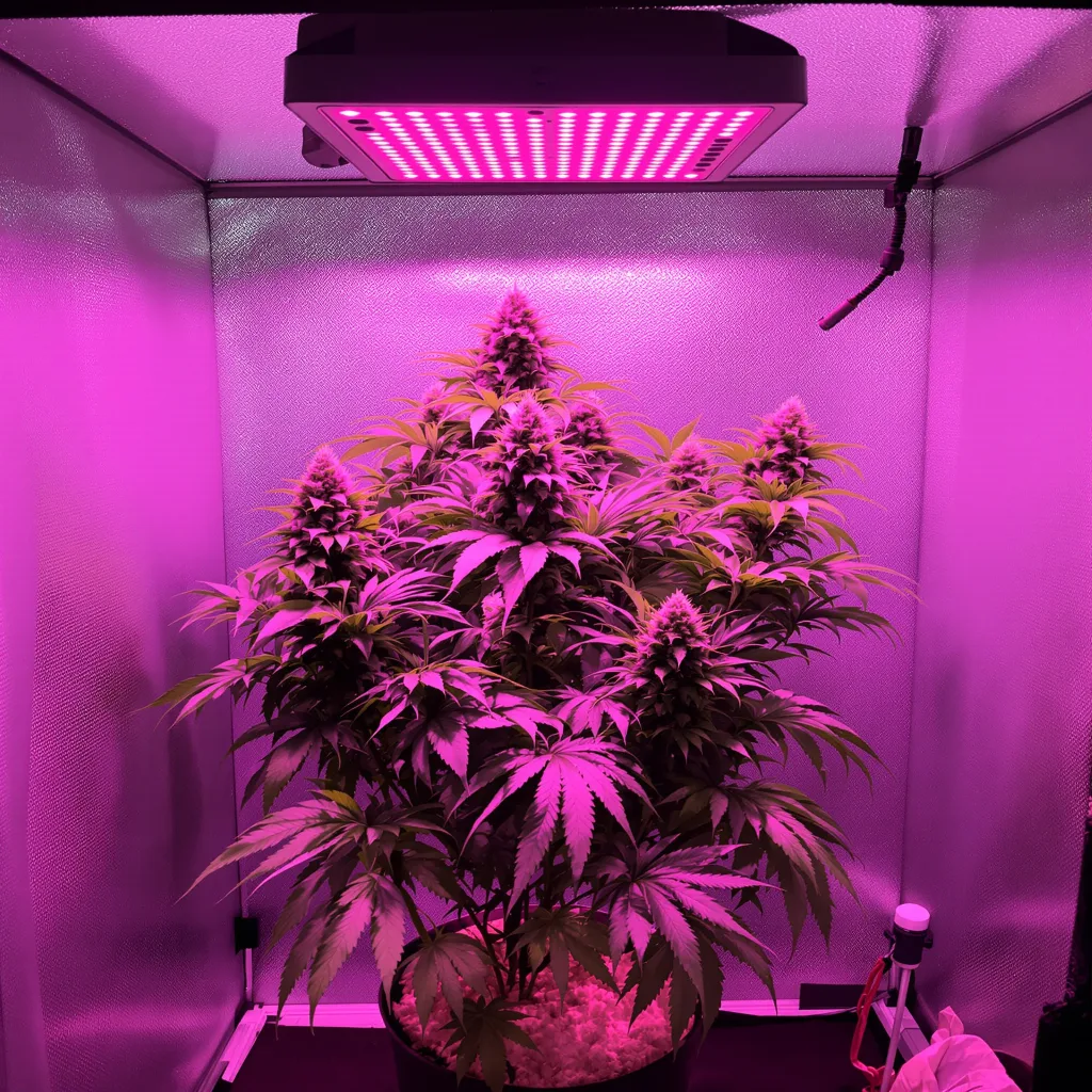 Plante de cannabis Purple Berry en floraison — 90-130 cm féminisée