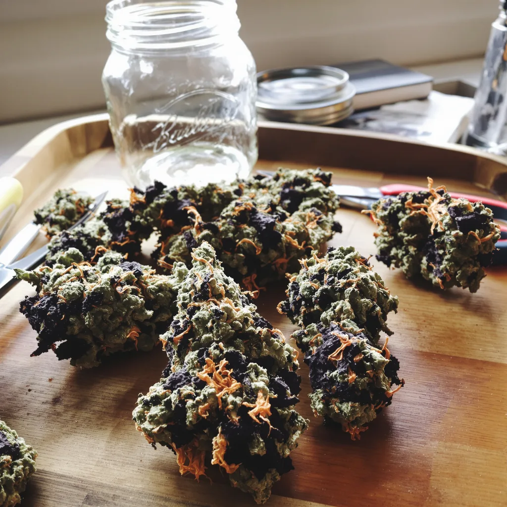 Purple Bubba 80% indica / 20% sativa — fleur avec trichomes visibles