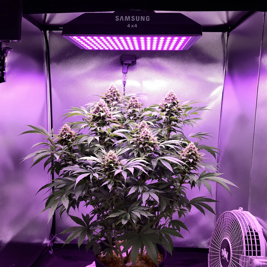 Plante de cannabis Purple Bubba en floraison — 90-130 cm féminisée
