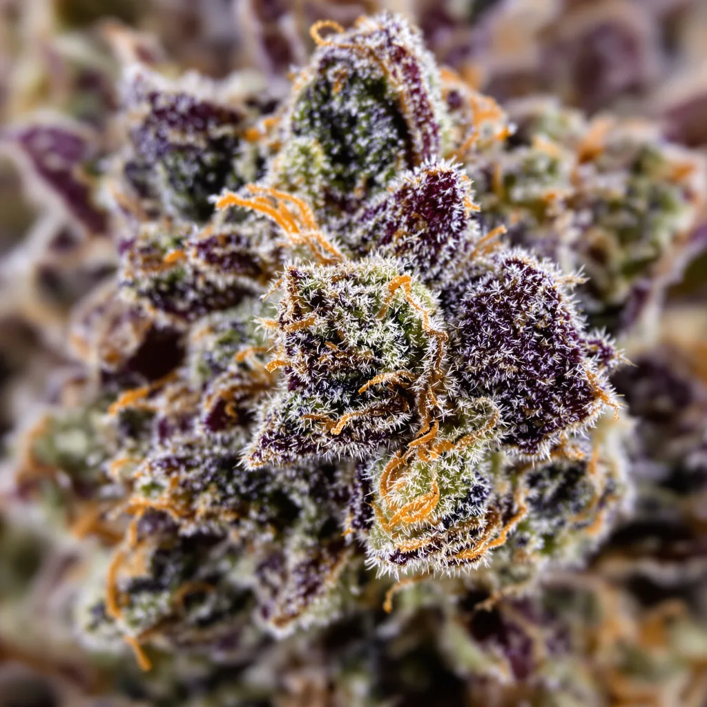 Gros plan de fleur de cannabis Purple Bubba montrant calices denses aux reflets violets