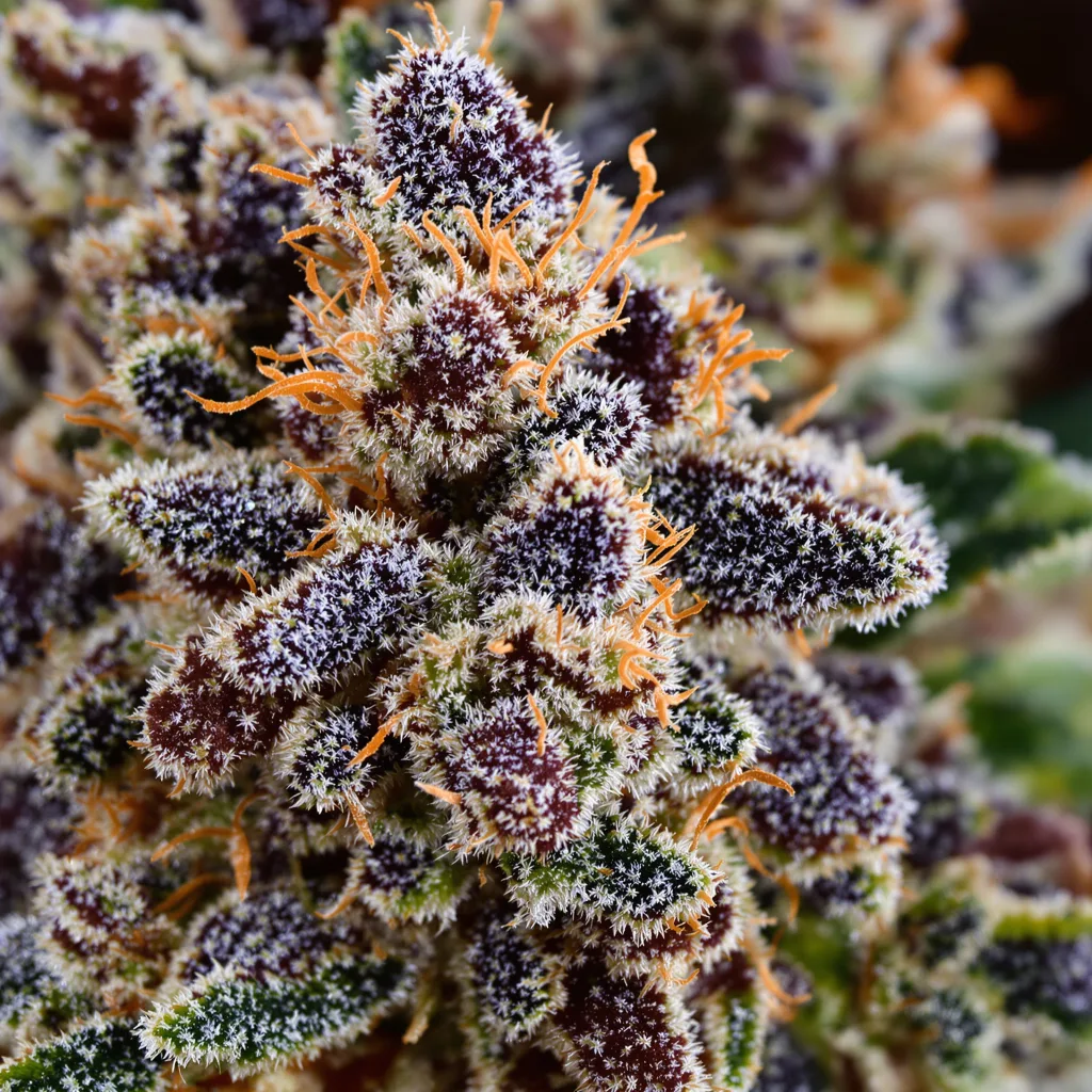 Gros plan de fleur de cannabis Purple Candy montrant calices denses aux reflets violets