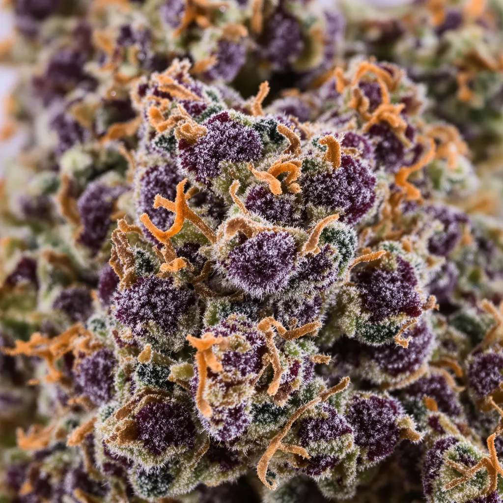 Gros plan de fleur de cannabis Purple Chemdawg montrant calices denses aux reflets violets