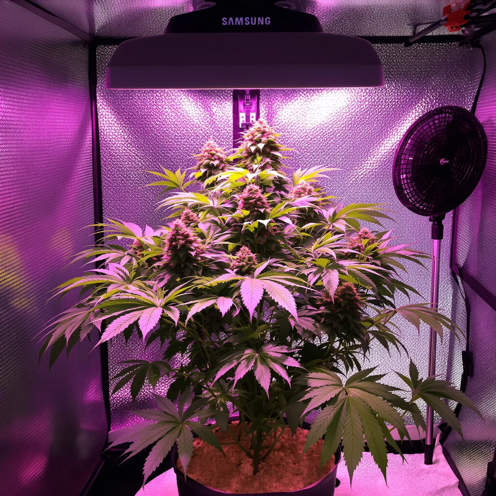 Plante de cannabis Purple Cotton Candy en floraison — 60-100 cm autofloraison