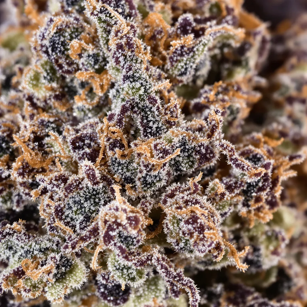 Gros plan de fleur de cannabis Purple Cotton Candy montrant calices denses aux reflets violets