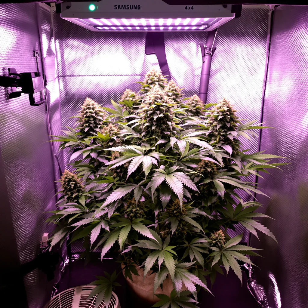 Plante de cannabis Purple Cotton Candy en floraison — 90-130 cm féminisée
