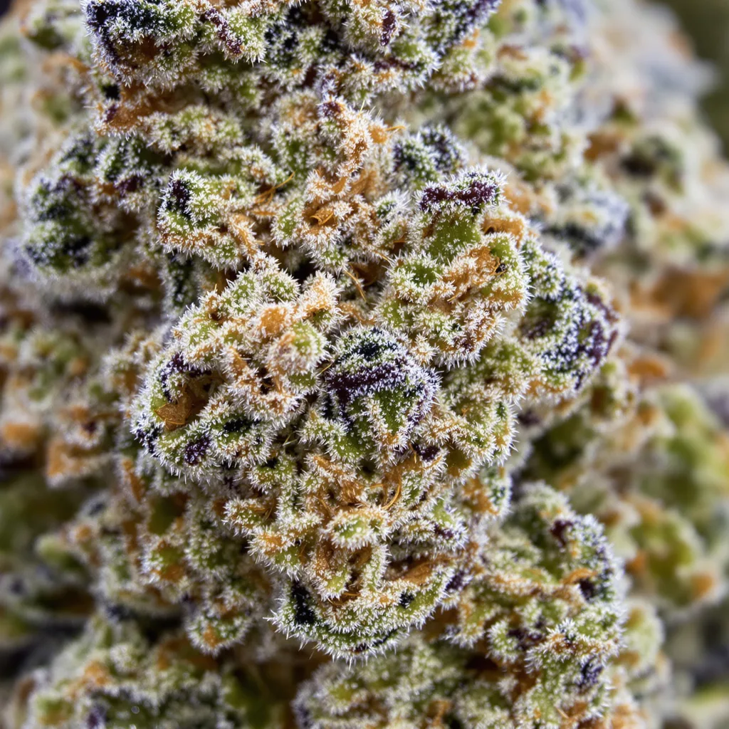 Gros plan de fleur de cannabis Purple Dream montrant structure équilibrée avec trichomes givrés