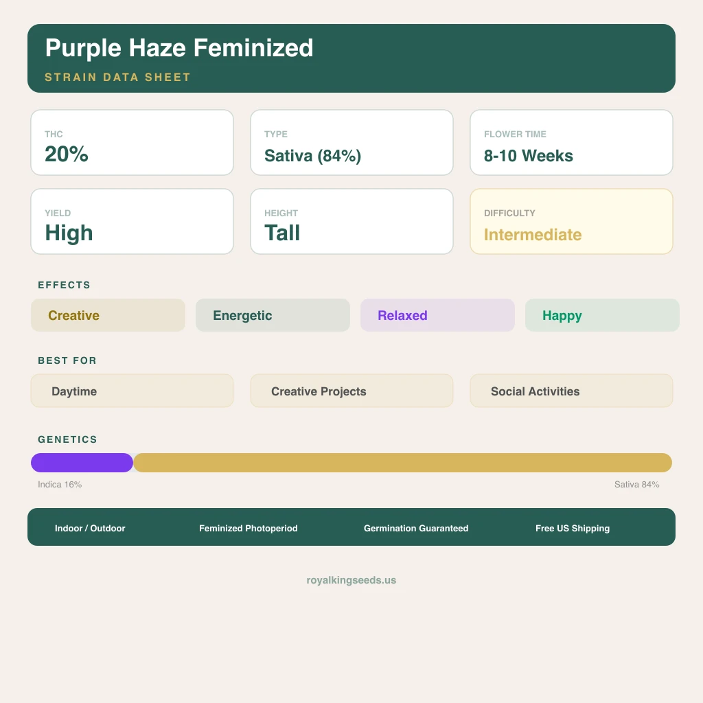 Purple Haze 16% indica / 84% sativa — fleur avec trichomes visibles
