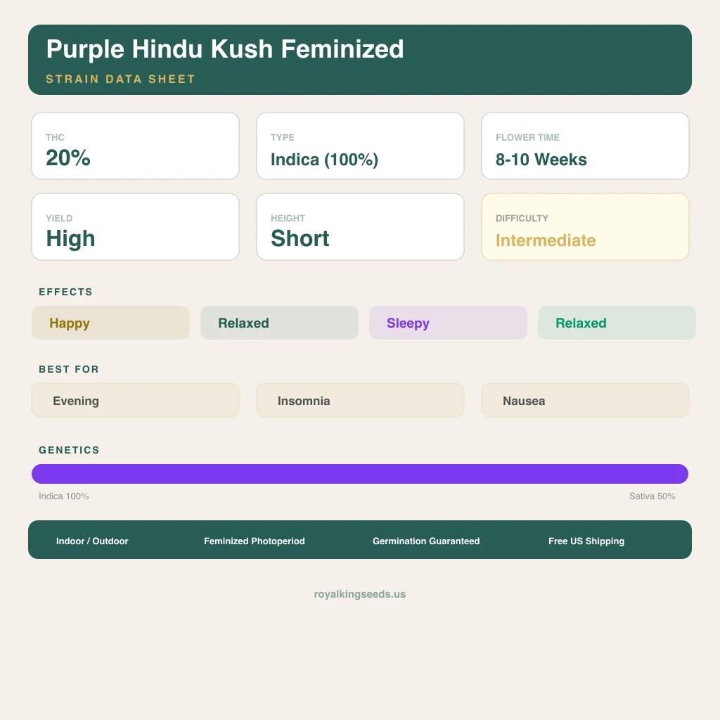 Purple Hindu Kush 100% indica / 50% sativa — fleur avec trichomes visibles