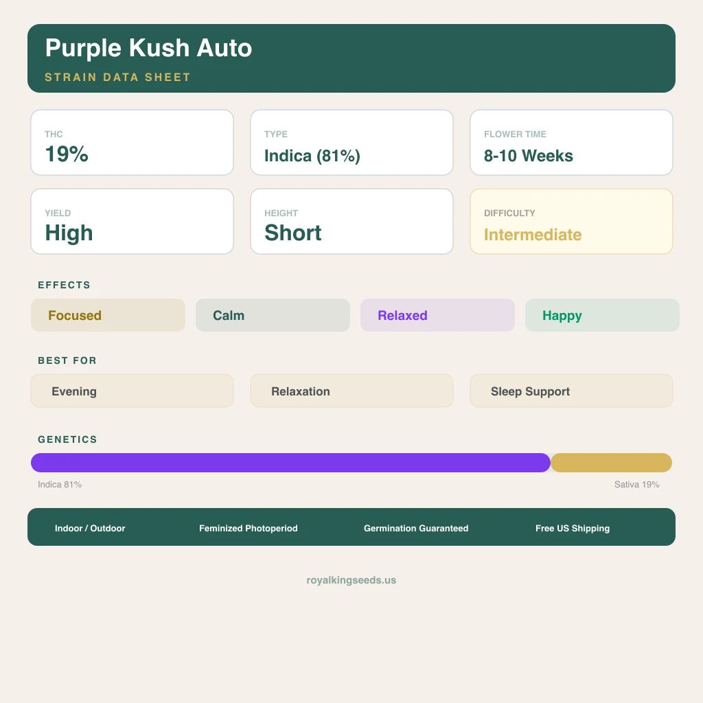 Purple Kush 81% indica / 19% sativa — fleur avec trichomes visibles