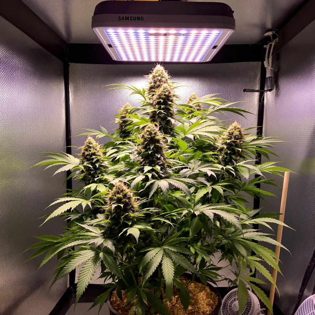 Plante de cannabis Purple Kush en floraison — 90-130 cm féminisée