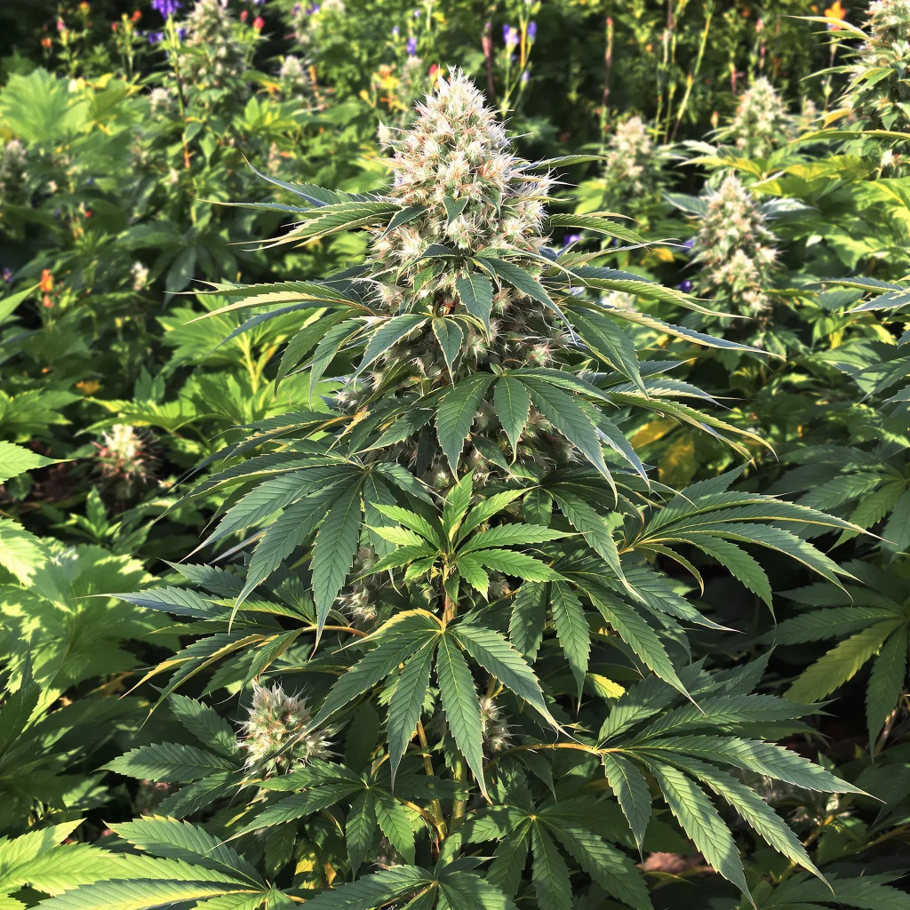 Purple Kush 81% indica / 19% sativa — fleur avec trichomes visibles