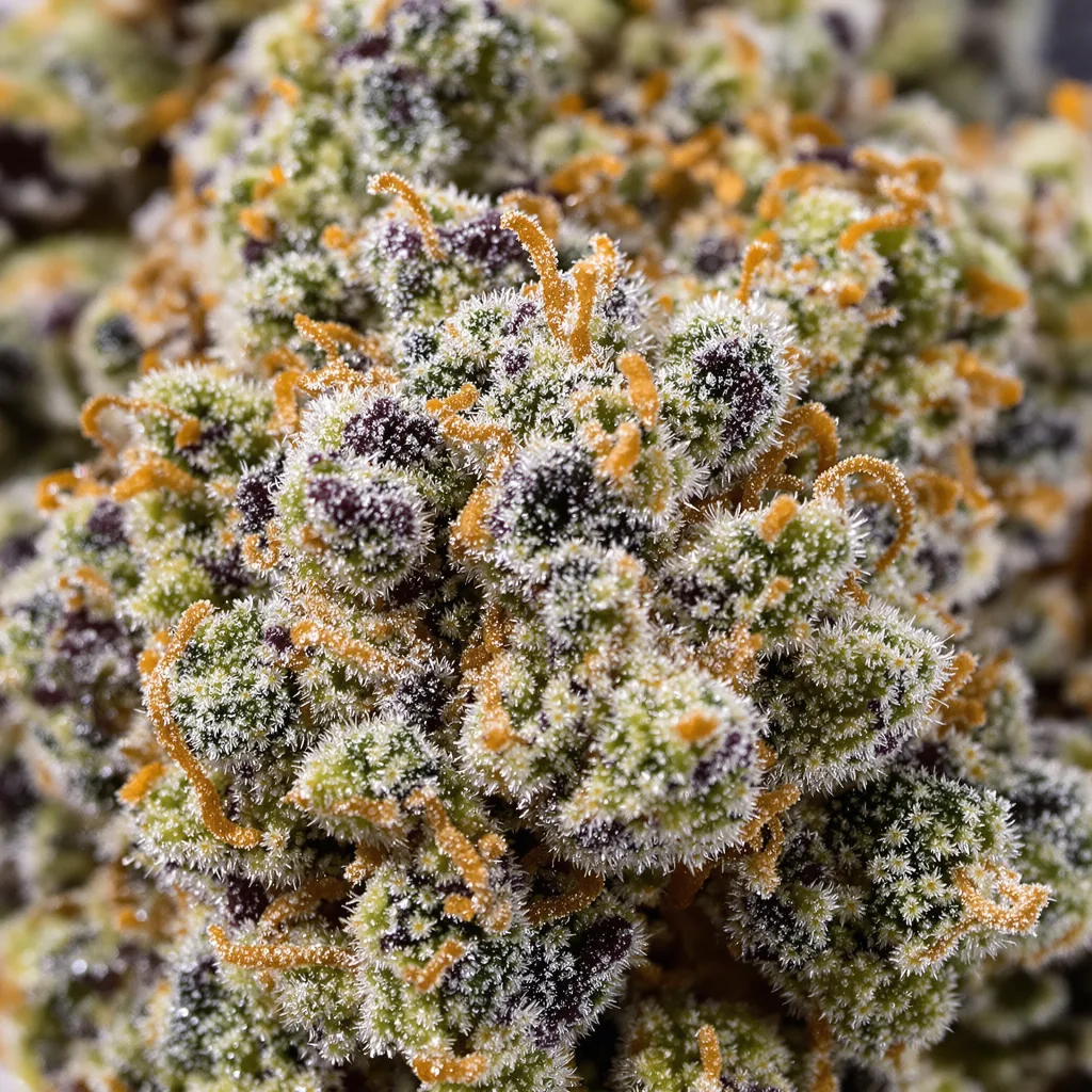 Gros plan de fleur de cannabis Purple Lemonade montrant structure équilibrée avec trichomes givrés