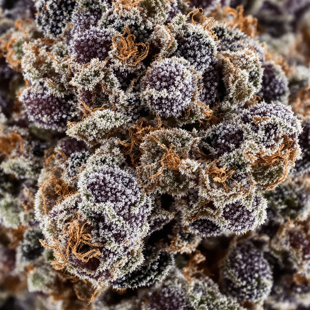 Gros plan de fleur de cannabis Purple Monkey Balls montrant calices denses aux reflets violets