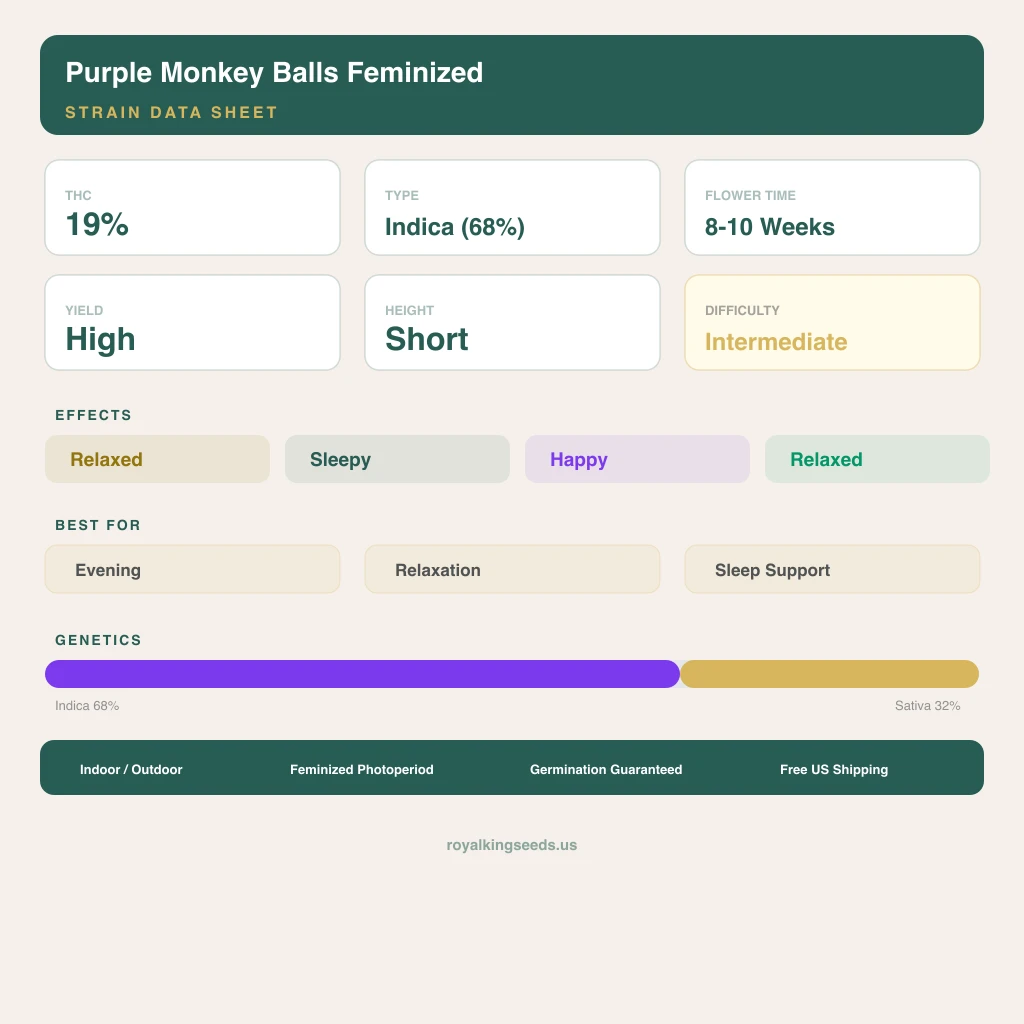 Purple Monkey Balls 68% indica / 32% sativa — fleur avec trichomes visibles