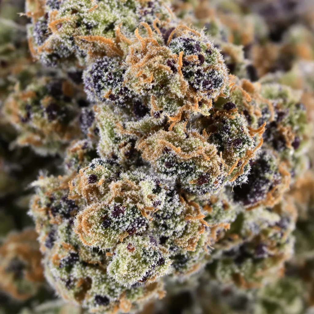 Gros plan de fleur de cannabis Purple Monkey Balls montrant calices denses aux reflets violets