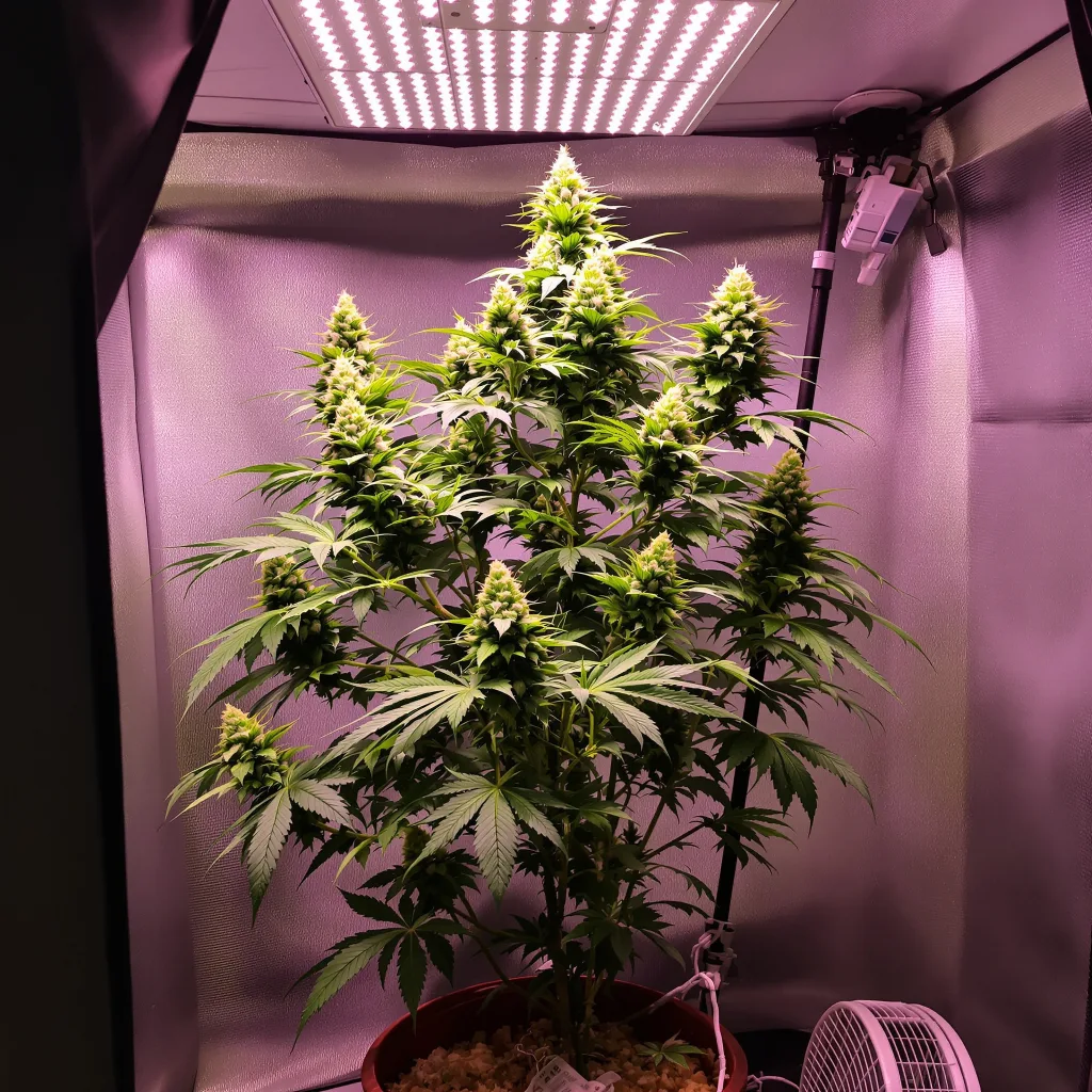 Plante de cannabis Purple Nepal Candy en floraison — 60-100 cm autofloraison