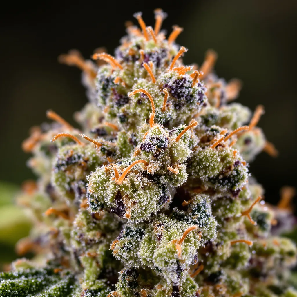 Gros plan de fleur de cannabis Purple Nepal Candy montrant structure ouverte avec pistils orangés
