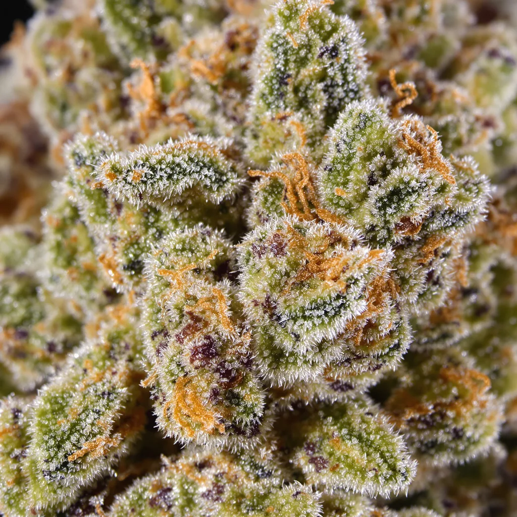 Gros plan de fleur de cannabis Purple Nepal Candy montrant structure ouverte avec pistils orangés