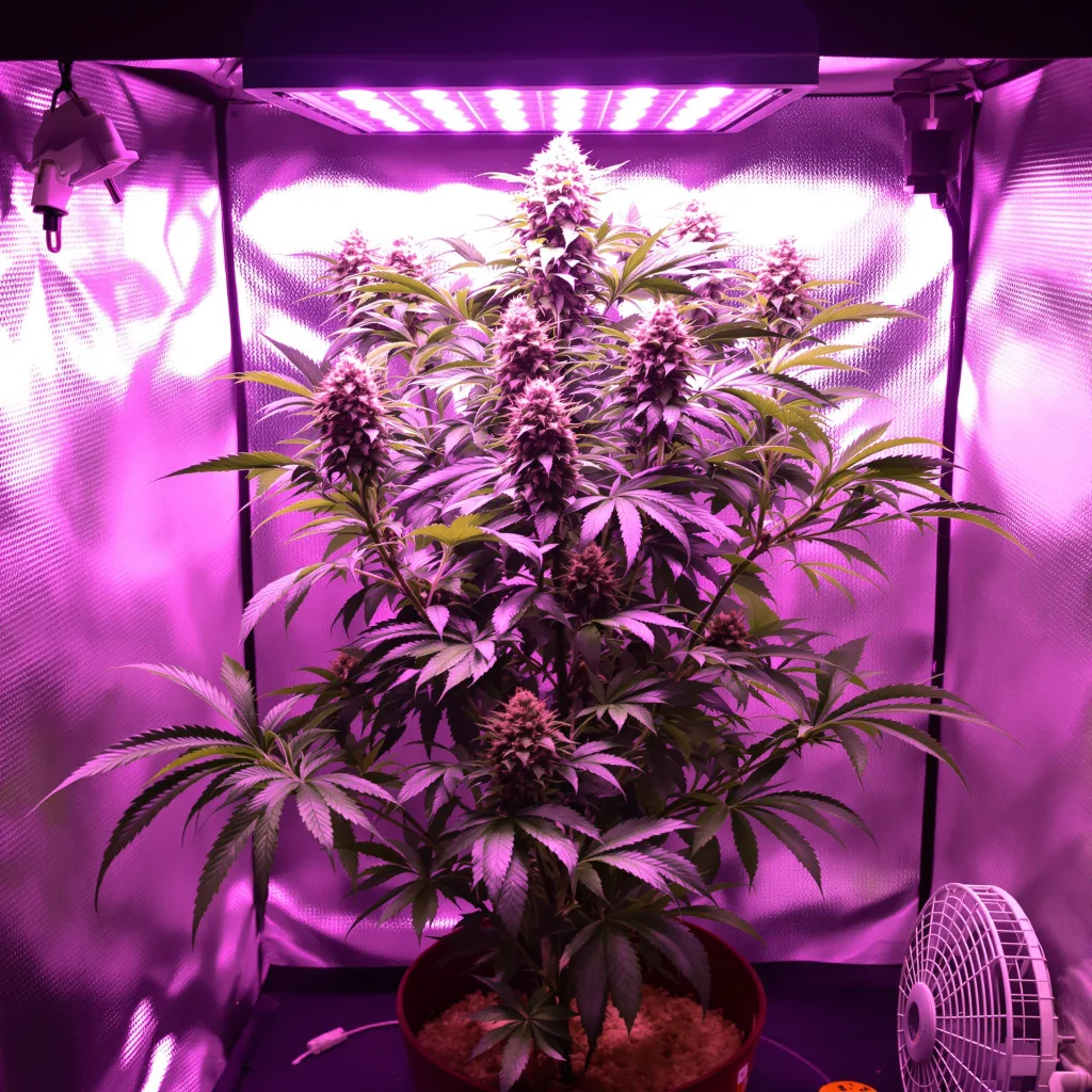 Plante de cannabis Purple Nepal en floraison — 90-130 cm féminisée