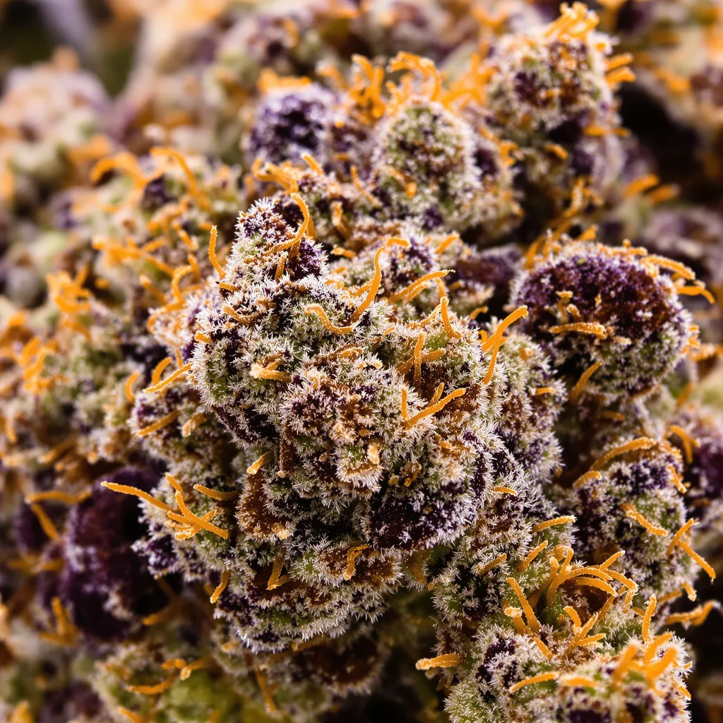 Gros plan de fleur de cannabis Purple Nepal montrant calices denses aux reflets violets