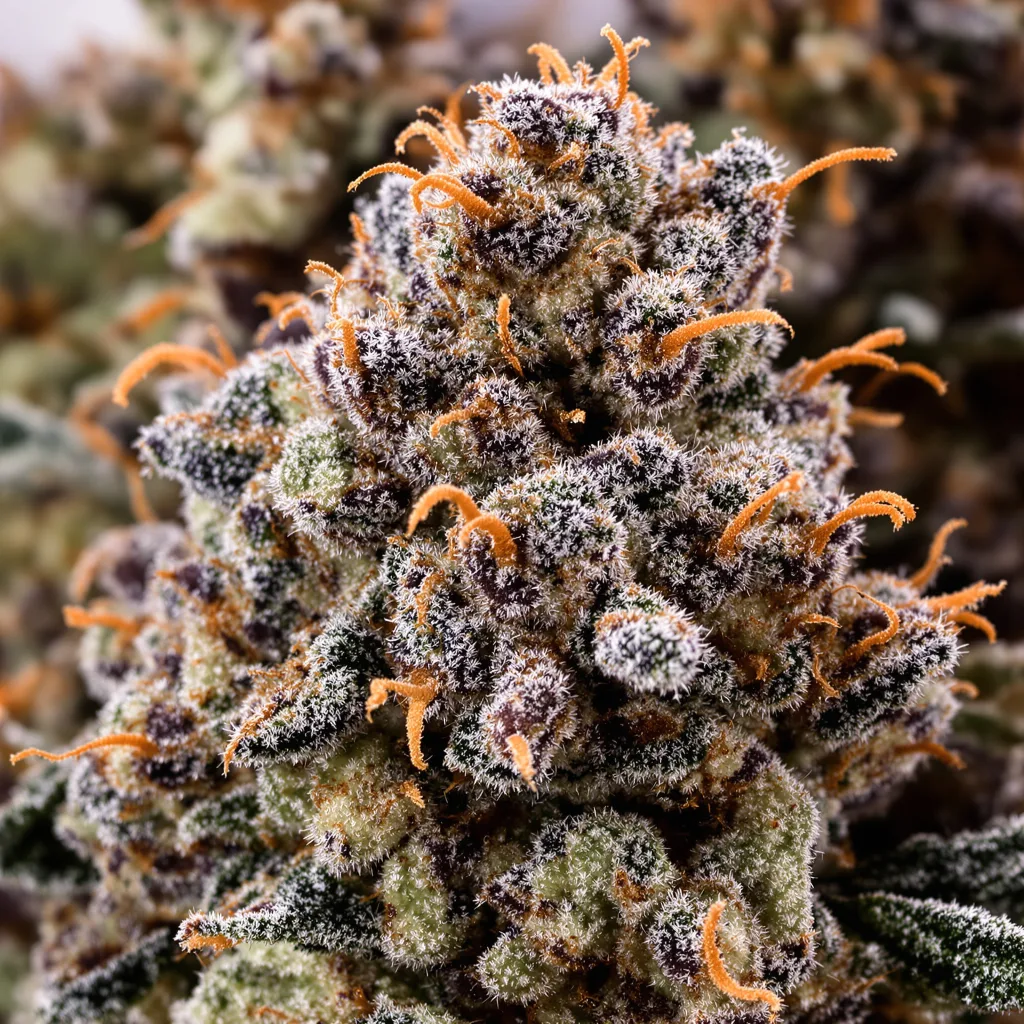 Gros plan de fleur de cannabis Purple OG montrant calices denses aux reflets violets