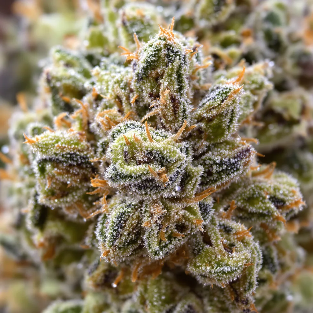 Gros plan de fleur de cannabis Purple Pantera montrant nugs denses vert forêt