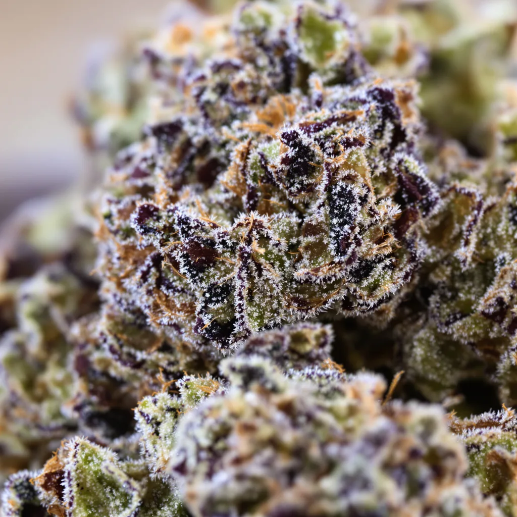 Gros plan de fleur de cannabis Purple Panty Dropper montrant calices denses aux reflets violets