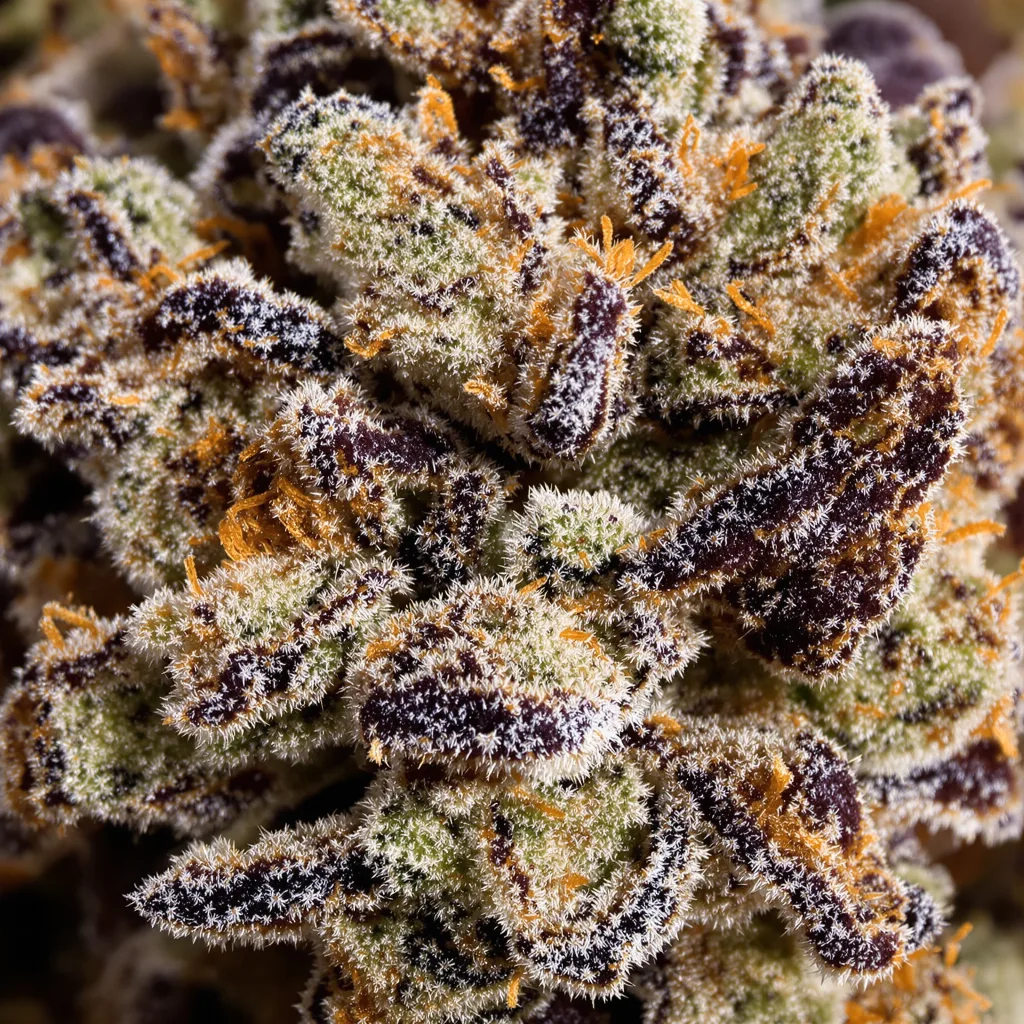 Gros plan de fleur de cannabis Purple Passion montrant calices denses aux reflets violets