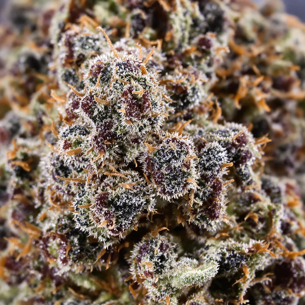 Gros plan de fleur de cannabis Purple People Eater montrant calices denses aux reflets violets