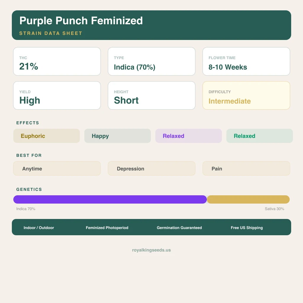 Purple Punch 70% indica / 30% sativa — fleur avec trichomes visibles