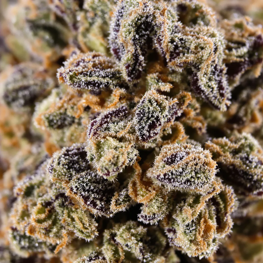Gros plan de fleur de cannabis Purple Sage montrant calices denses aux reflets violets