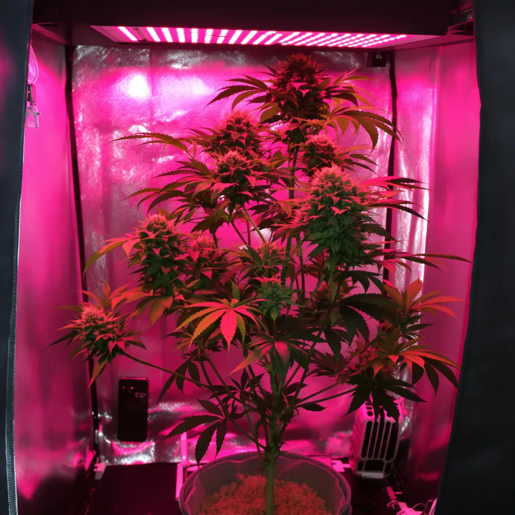 Plante de cannabis Purple Skunk en floraison — 120-180 cm féminisée