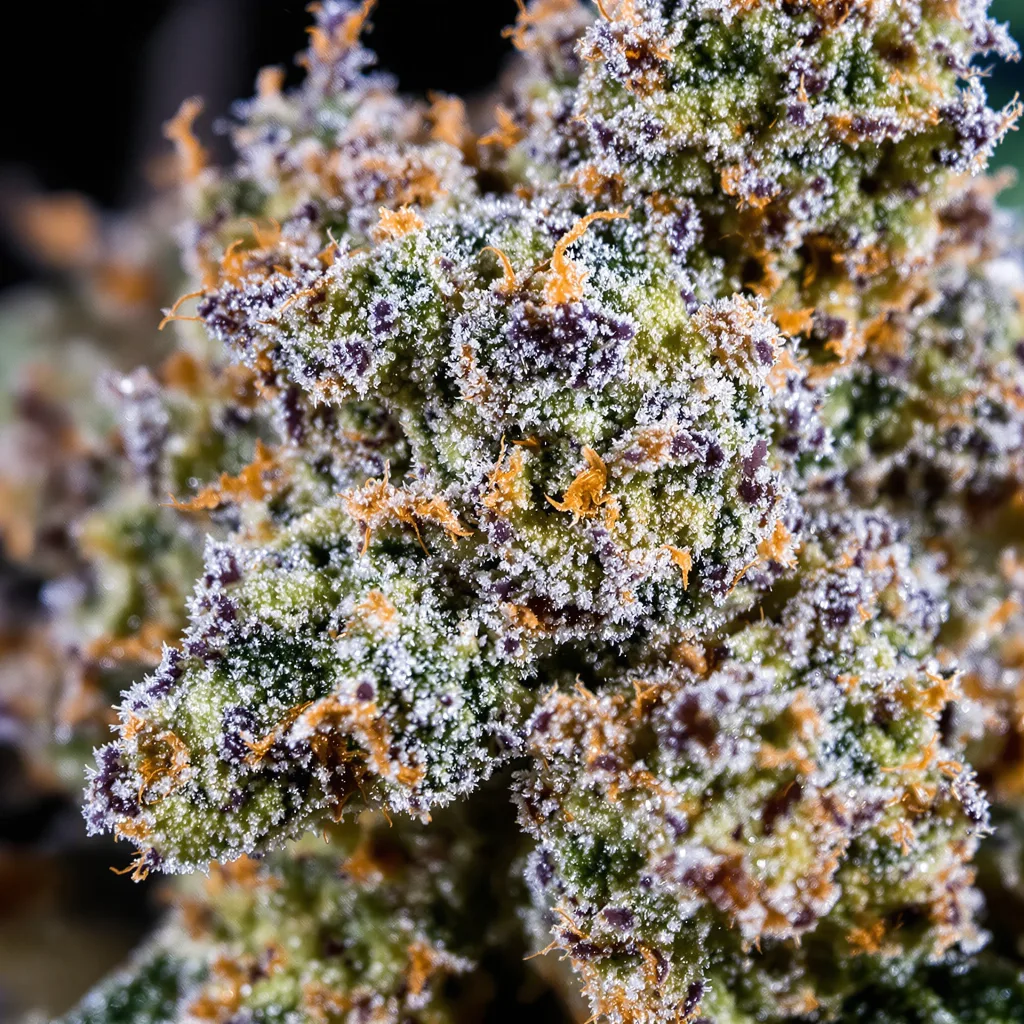 Gros plan de fleur de cannabis Purple Skunk montrant structure équilibrée avec trichomes givrés