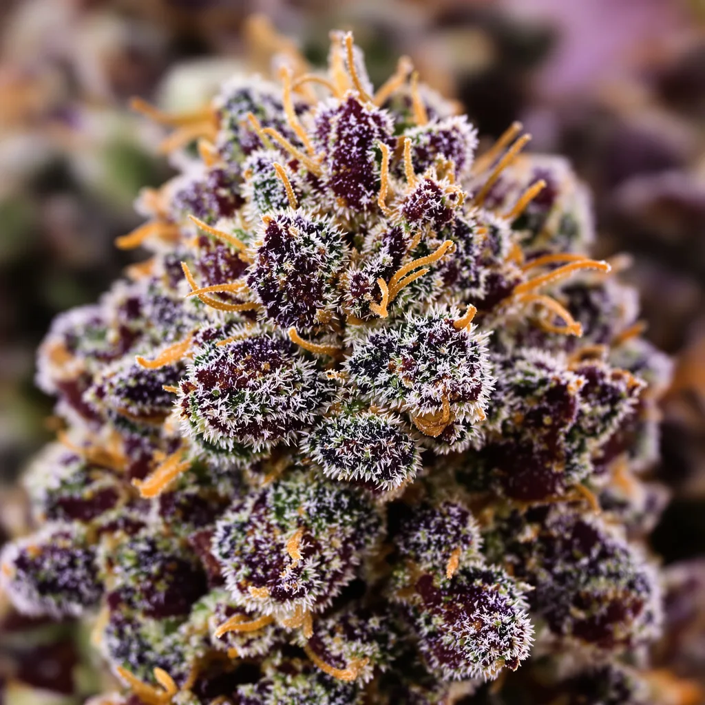 Gros plan de fleur de cannabis Purple Star montrant calices denses aux reflets violets