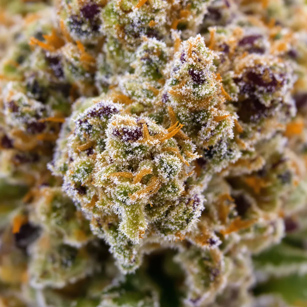 Gros plan de fleur de cannabis Purple Voodoo montrant structure équilibrée avec trichomes givrés